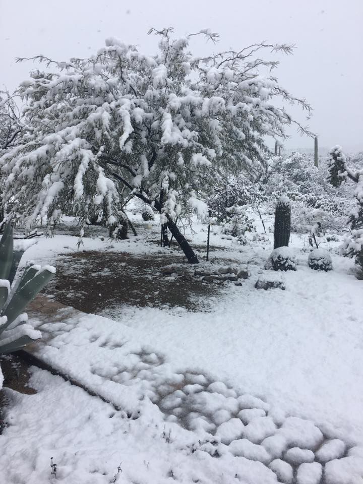 Snow in Tucson